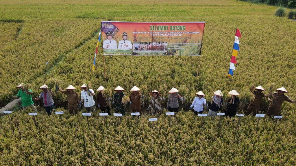 Pemko Pematangsiantar Panen Padi Bersama Petani di Nagahuta Timur: Dorong Swasembada Pangan dan Sinergi Petani-Pemerintah