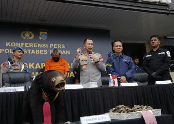 Polrestabes Medan Ungkap Penjualan Satwa Dilindungi di Marketplace Medsos, Beruang Madu dan 13 Kg Sisik Trenggiling Disita