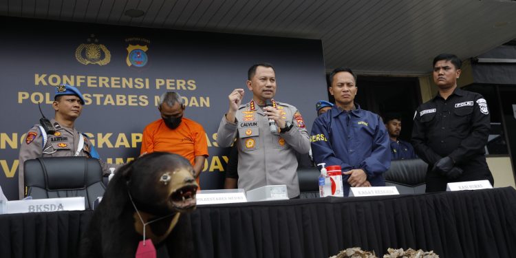Polrestabes Medan Ungkap Penjualan Satwa Dilindungi di Marketplace Medsos, Beruang Madu dan 13 Kg Sisik Trenggiling Disita