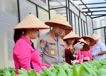 Panen Perdana Hidroponik, Polrestabes Medan Optimalkan Lahan Sempit Jadi Pertanian Produktif