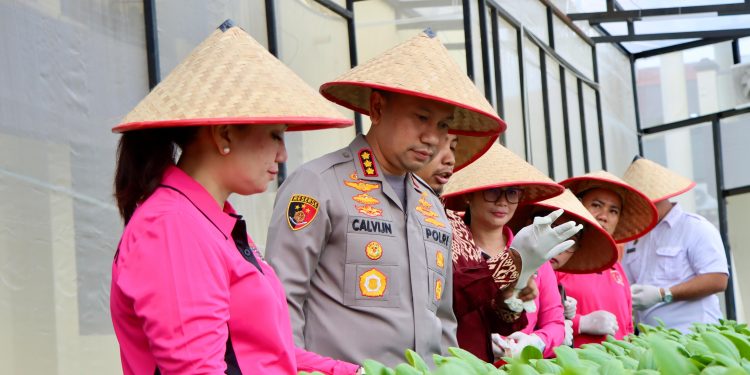 Panen Perdana Hidroponik, Polrestabes Medan Optimalkan Lahan Sempit Jadi Pertanian Produktif