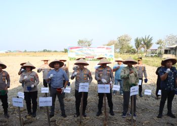 Kapolrestabes Medan Pimpin Tanam Jagung, Ubah Stigma Kawasan Jermal