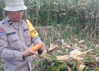 Dampingi Petani Hingga Masa Panen, Bhabinkamtibmas Siantar Barat Perkuat Ketahanan Pangan