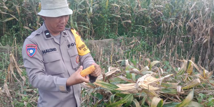 Dampingi Petani Hingga Masa Panen, Bhabinkamtibmas Siantar Barat Perkuat Ketahanan Pangan