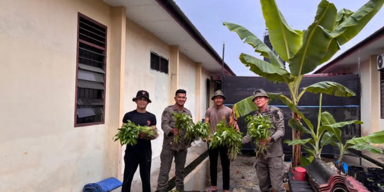 Brimob Sumut Panen Kangkung: Wujud Nyata Dukungan Ketahanan Pangan dan Kemandirian Personel Brimob Sumut Panen Kangkung: Wujud Nyata Dukungan Ketahanan Pangan dan Kemandirian Personel