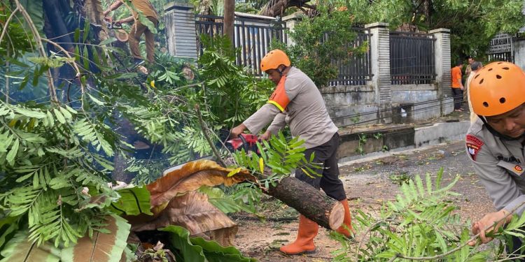 Gerak Cepat Brimob Polda Sumut Evakuasi Pohon Tumbang di Pematangsiantar, Akses Jalan Kembali Normal Gerak Cepat Brimob Polda Sumut Evakuasi Pohon Tumbang di Pematangsiantar, Akses Jalan Kembali Normal