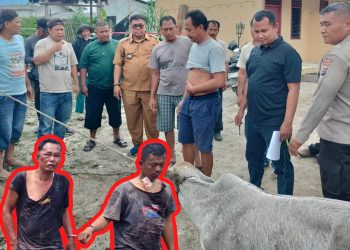 Lurah Sinaksak Gerak Cepat ke TKP, Dua Pencuri Anak Lembu Ditangkap Warga dan Diserahkan ke Polisi