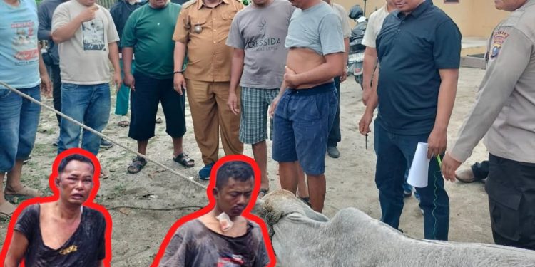 Lurah Sinaksak Gerak Cepat ke TKP, Dua Pencuri Anak Lembu Ditangkap Warga dan Diserahkan ke Polisi