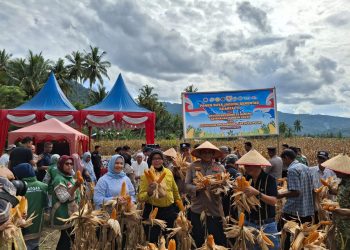 Brimob Sumut Hadir di Panen Raya Jagung Tapsel, Perkuat Ketahanan Pangan untuk Masa Depan Bangsa