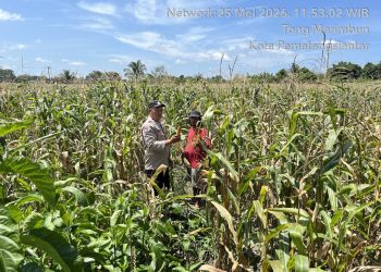 Polsek Siantar Barat Turun ke Ladang, Dampingi Petani Panen Jagung Demi Ketahanan Pangan
