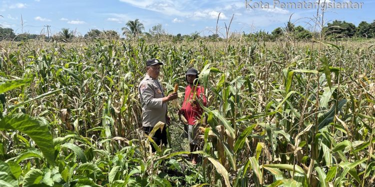 Polsek Siantar Barat Turun ke Ladang, Dampingi Petani Panen Jagung Demi Ketahanan Pangan