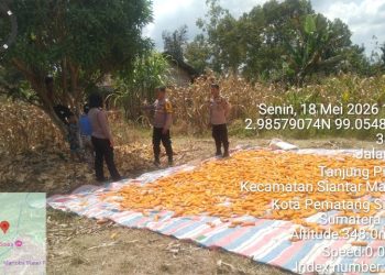 Dukung Ketahanan Pangan, Kapolsek Siantar Utara Turun Langsung Dampingi Petani Panen Jagung