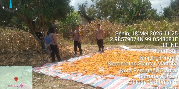 Dukung Ketahanan Pangan, Kapolsek Siantar Utara Turun Langsung Dampingi Petani Panen Jagung