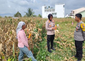 Dukung Ketahanan Pangan, Kapolsek Siantar Selatan Gelar Panen Jagung Bersama Petani Binaan