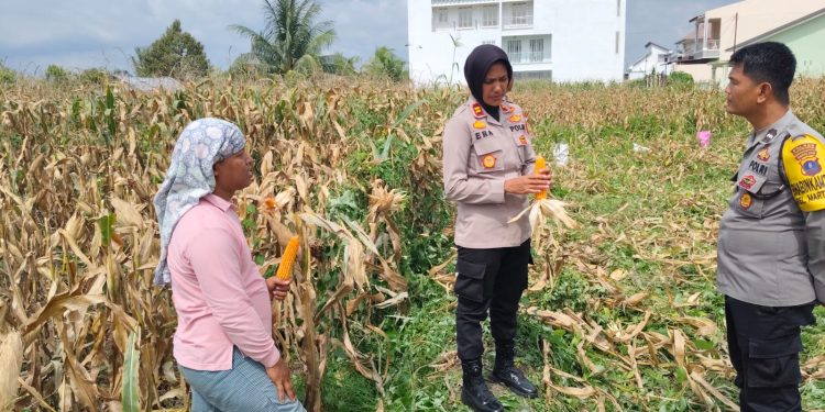 Dukung Ketahanan Pangan, Kapolsek Siantar Selatan Gelar Panen Jagung Bersama Petani Binaan