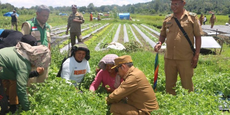 Bupati Taput Panen Daun Seledri dan Sayuran dan bincang bincang dengan Petani di Kecamatan Pagaran 