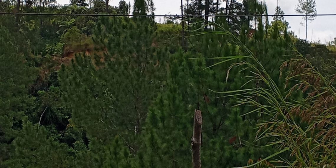 Pembalakan Hutan Marak di Taput Pembalakan Hutan Marak di Taput