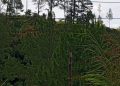 Pembalakan Hutan Marak di Taput