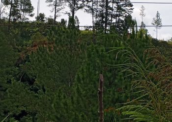 Pembalakan Hutan Marak di Taput