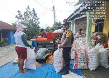 Bhabinkamtibmas Polsek Siantar Marihat Dampingi Petani Binaan Saat Panen Jagung, Dukung Ketahanan Pangan