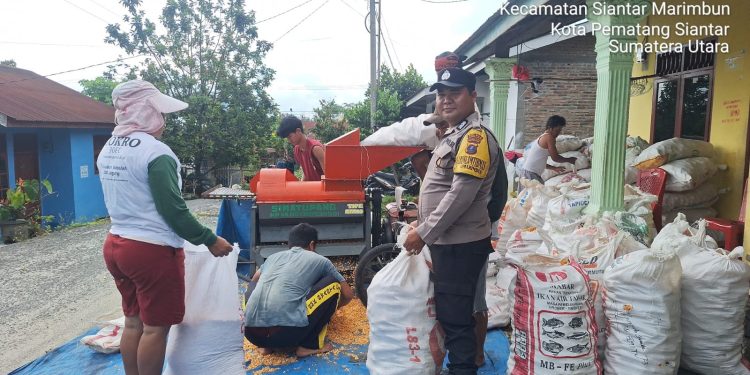 Bhabinkamtibmas Polsek Siantar Marihat Dampingi Petani Binaan Saat Panen Jagung, Dukung Ketahanan Pangan Bhabinkamtibmas Polsek Siantar Marihat Dampingi Petani Binaan Saat Panen Jagung, Dukung Ketahanan Pangan