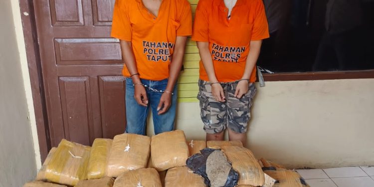 Sat Narkoba Polres Taput Amankan Dua Kurir Narkoba, 112 Paket Ganja Kering Disita
