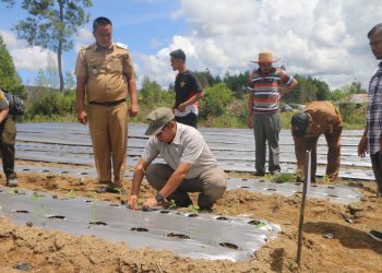 Bupati Taput Dorong BUMDes Sisordak Jadi Pemasok Program Makan Bergizi Gratis