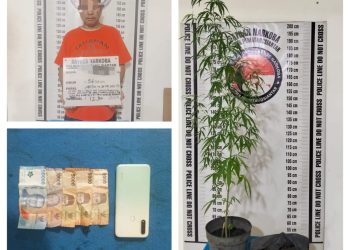 Tanam Ganja di Teras Rumah, Pria 56 Tahun Dibekuk Polres Pematangsiantar di Eks Terminal Sukadame