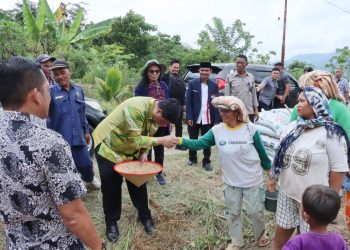 Menjawab Kepercayaan Pusat, Bupati Samosir Tanam Bawang Putih Bantuan Kementan bersama Kelompok Tani