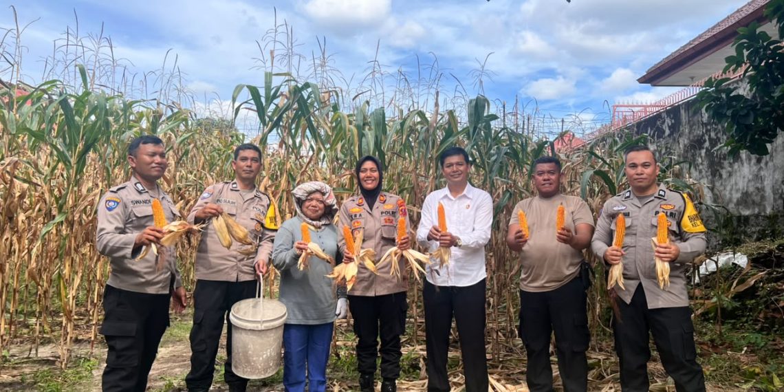 Dukung Ketahanan Pangan, Kapolsek Siantar Selatan Turun Langsung Panen Jagung Bersama Petani Binaan