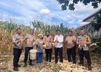Dukung Ketahanan Pangan, Kapolsek Siantar Selatan Turun Langsung Panen Jagung Bersama Petani Binaan