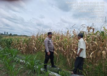 Polsek Siantar Marihat Kawal Ketahanan Pangan, Bhabinkamtibmas Pantau 8 Rante Jagung Petani Binaan
