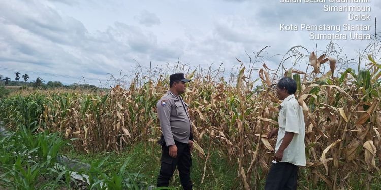 Polsek Siantar Marihat Kawal Ketahanan Pangan, Bhabinkamtibmas Pantau 8 Rante Jagung Petani Binaan Polsek Siantar Marihat Kawal Ketahanan Pangan, Bhabinkamtibmas Pantau 8 Rante Jagung Petani Binaan