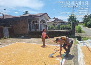 Dukung Ketahanan Pangan, Bhabinkamtibmas Polsek Siantar Marihat Pantau Hasil Panen Jagung Petani Binaan