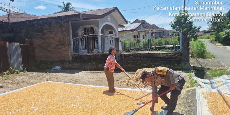 Dukung Ketahanan Pangan, Bhabinkamtibmas Polsek Siantar Marihat Pantau Hasil Panen Jagung Petani Binaan Dukung Ketahanan Pangan, Bhabinkamtibmas Polsek Siantar Marihat Pantau Hasil Panen Jagung Petani Binaan