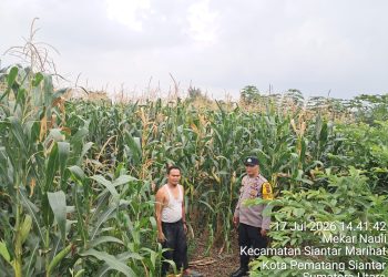 Bhabinkamtibmas Polsek Siantar Timur Turun ke Lahan Petani, Dukung Ketahanan Pangan dari Pattimura Ujung