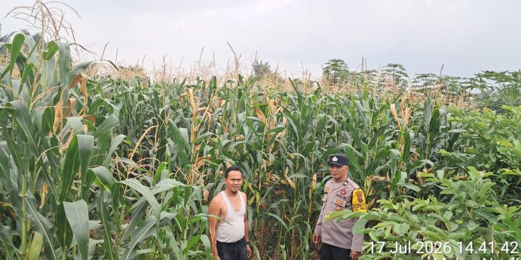 Bhabinkamtibmas Polsek Siantar Timur Turun ke Lahan Petani, Dukung Ketahanan Pangan dari Pattimura Ujung Bhabinkamtibmas Polsek Siantar Timur Turun ke Lahan Petani, Dukung Ketahanan Pangan dari Pattimura Ujung