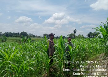 Dukung Ketahanan Pangan, Bhabinkamtibmas Siantar Utara Cek Lahan Jagung Petani Binaan