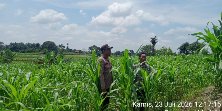 Dukung Ketahanan Pangan, Bhabinkamtibmas Siantar Utara Cek Lahan Jagung Petani Binaan