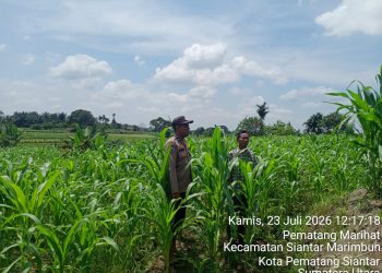Kawal Ketahanan Pangan, Bhabinkamtibmas Siantar Utara Cek Lahan Jagung Petani Binaan