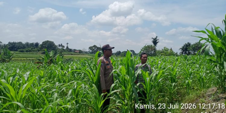 Kawal Ketahanan Pangan, Bhabinkamtibmas Siantar Utara Cek Lahan Jagung Petani Binaan Kawal Ketahanan Pangan, Bhabinkamtibmas Siantar Utara Cek Lahan Jagung Petani Binaan