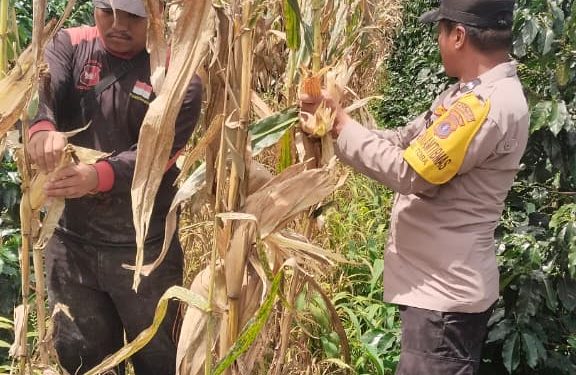 Dukung Ketahanan Pangan, Bhabinkamtibmas Siantar Selatan Turun ke Ladang Panen Jagung Bersama Petani Dukung Ketahanan Pangan, Bhabinkamtibmas Siantar Selatan Turun ke Ladang Panen Jagung Bersama Petani