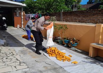 Dukung Ketahanan Pangan, Bhabinkamtibmas Siantar Selatan Sambangi Petani Panen Jagung
