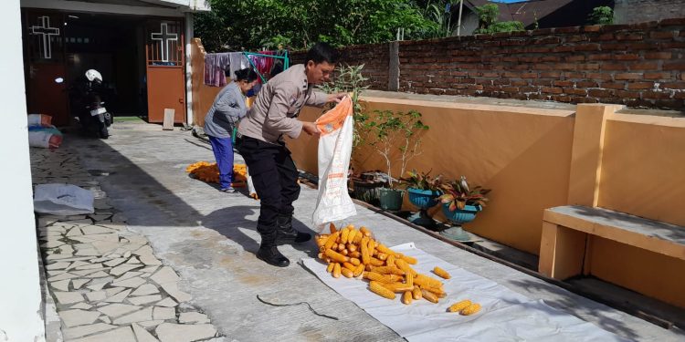 Dukung Ketahanan Pangan, Bhabinkamtibmas Siantar Selatan Sambangi Petani Panen Jagung Dukung Ketahanan Pangan, Bhabinkamtibmas Siantar Selatan Sambangi Petani Panen Jagung