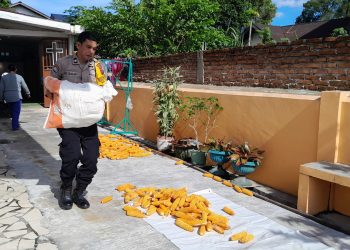 Kawal Panen Jagung Petani Binaan, Bhabinkamtibmas Siantar Selatan Dorong Hasil Panen Masuk Bulog