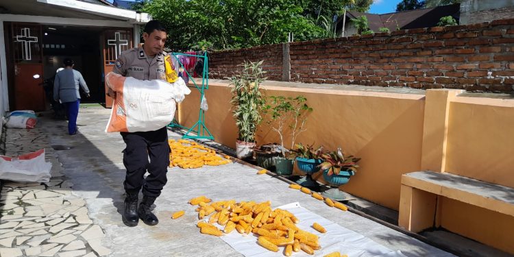 Kawal Panen Jagung Petani Binaan, Bhabinkamtibmas Siantar Selatan Dorong Hasil Panen Masuk Bulog