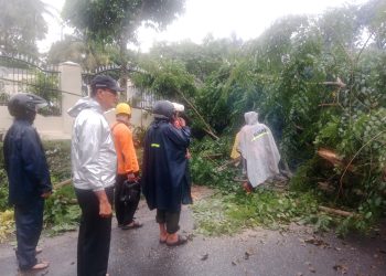 Hujan Deras dan Angin Kencang Tumbangkan Pohon Mahoni, Polsek Siantar Martoba Bergerak Cepat Buka Akses Jalan