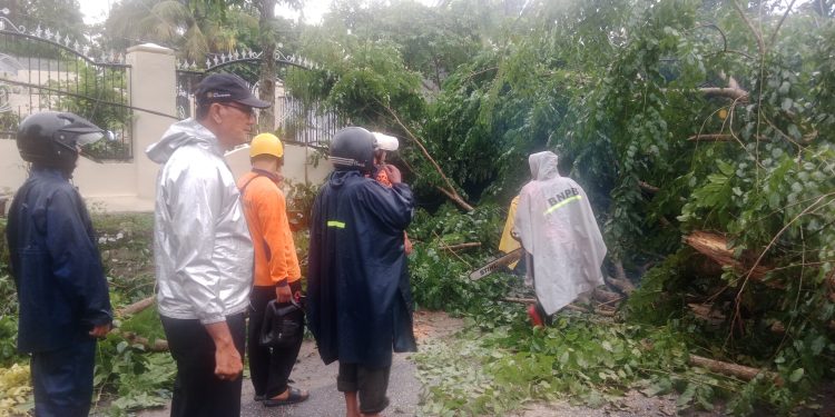 Hujan Deras dan Angin Kencang Tumbangkan Pohon Mahoni, Polsek Siantar Martoba Bergerak Cepat Buka Akses Jalan