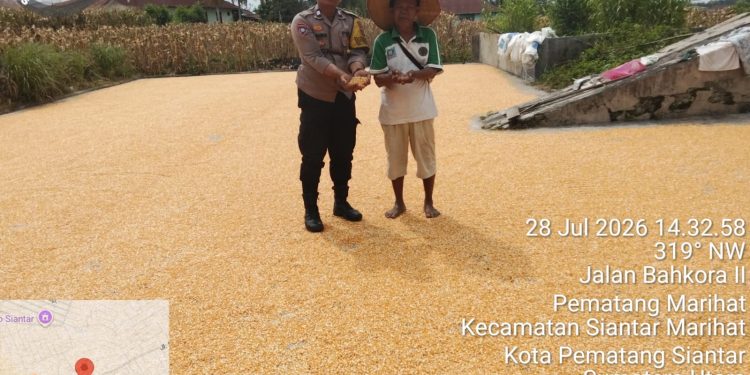 Dampingi Petani Jagung, Bhabinkamtibmas Polsek Siantar Marihat Serap Keluhan Soal Harga dan Pembayaran Bulog Dampingi Petani Jagung, Bhabinkamtibmas Polsek Siantar Marihat Serap Keluhan Soal Harga dan Pembayaran Bulog