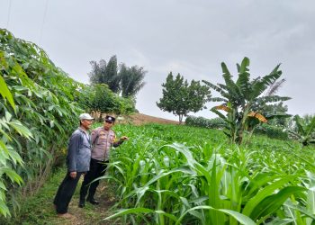 Ulat Daun Serang Jagung Petani, Bhabinkamtibmas Siantar Utara Turun Langsung Beri Semangat